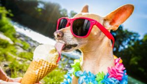 Gelato per cani Torino