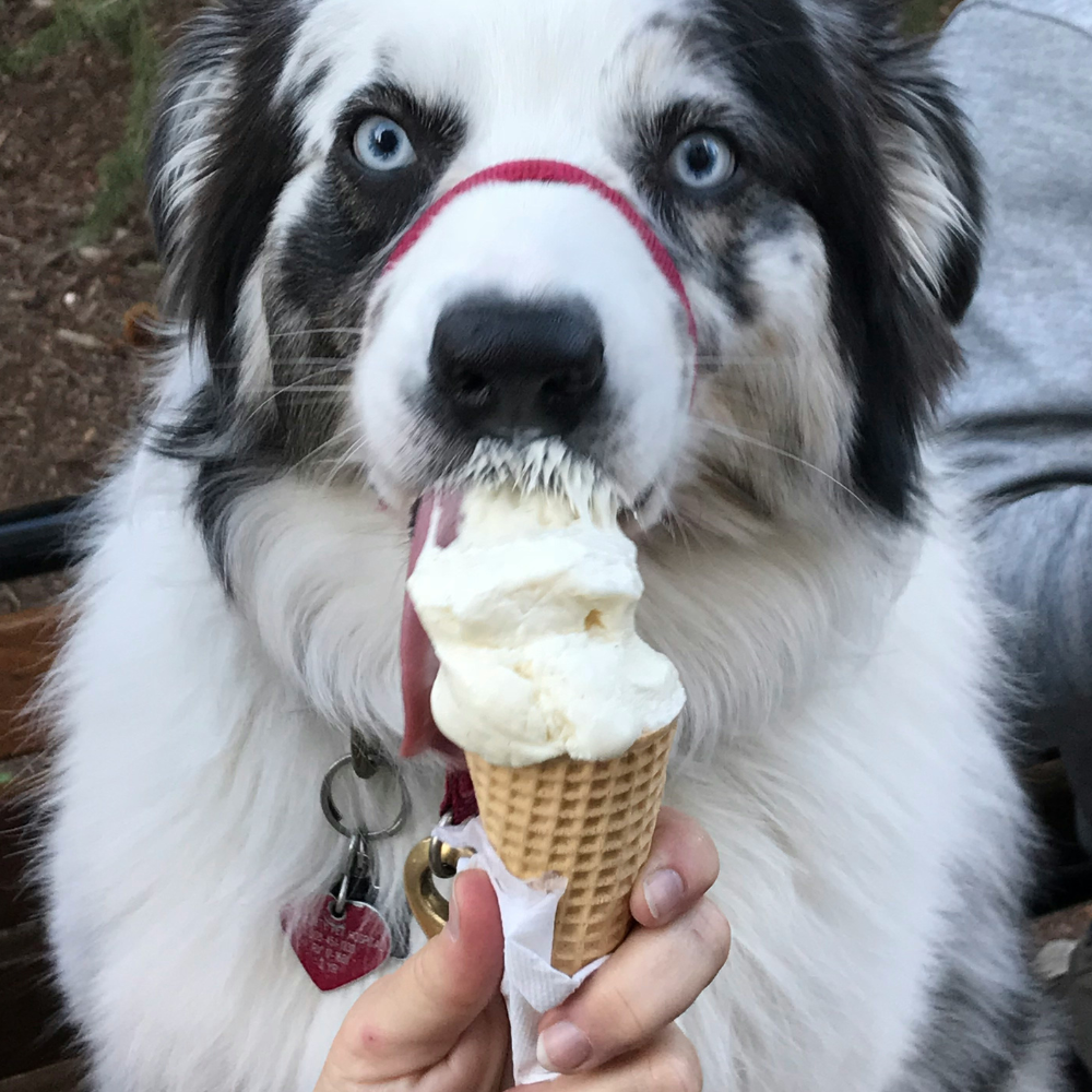 gelato per cani differenze
